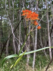 Asclepias lanceolata