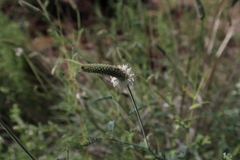 Dalea albiflora