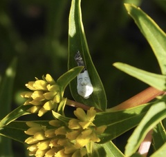Tarache tetragona