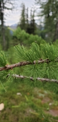 Larix lyallii