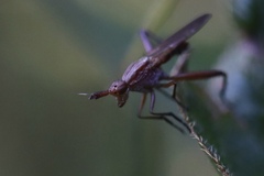 Sciomyzidae