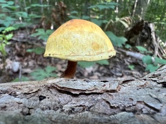Pleuroflammula multifolia