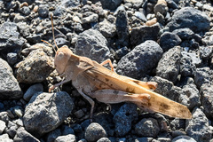 Dissosteira spurcata