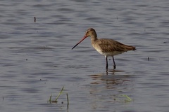 Limosa limosa