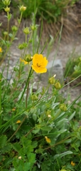 Potentilla flabellifolia