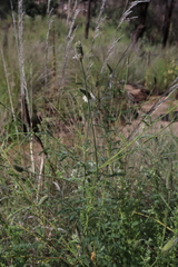 Dalea albiflora