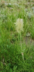 Pulsatilla occidentalis