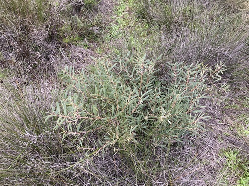Image of Hakea incrassata by (c) Thomas Mesaglio, some rights reserved (CC BY)