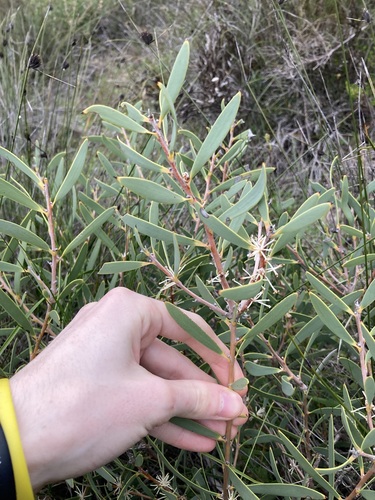 Image of Hakea incrassata by (c) Thomas Mesaglio, some rights reserved (CC BY)