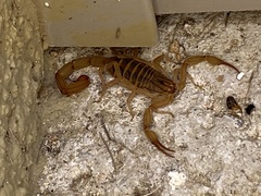 Centruroides elegans