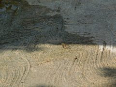 Libytheana carinenta