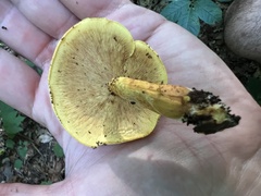 Pleuroflammula multifolia