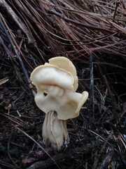 Helvella crispa