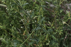 Dalea albiflora