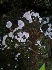 Punctularia atropurpurascens