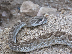Crotalus ruber