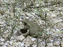 Incilius alvarius