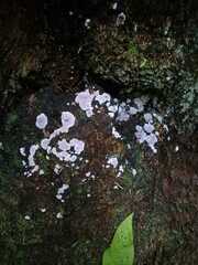 Punctularia atropurpurascens