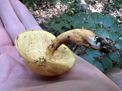 Pleuroflammula multifolia