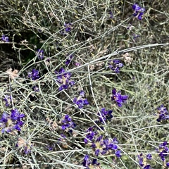 Psorothamnus scoparius