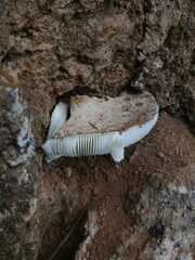 Agaricales