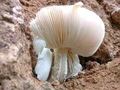 Agaricales