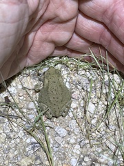 Incilius alvarius