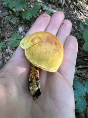 Pleuroflammula multifolia