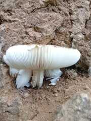 Agaricales
