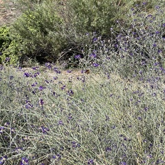 Psorothamnus scoparius