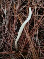 Clavaria fragilis