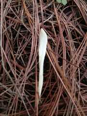 Clavaria fragilis