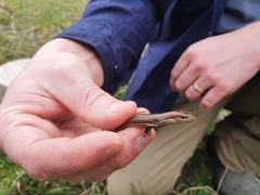 Pseudemoia rawlinsoni