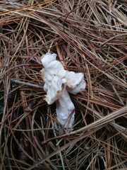 Hypomyces cervinigenus