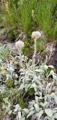 Antennaria