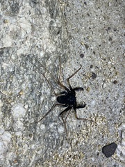 Paraphrynus carolynae