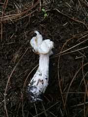 Hypomyces cervinigenus