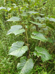Vitaceae