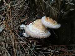 Fuscopostia fragilis