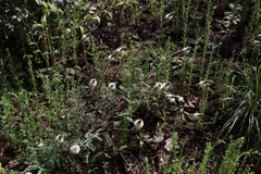 Dalea albiflora