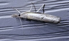 Parapediasia teterrellus