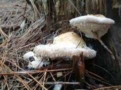 Fuscopostia fragilis