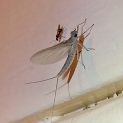 Callibaetis