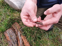 Pseudemoia rawlinsoni