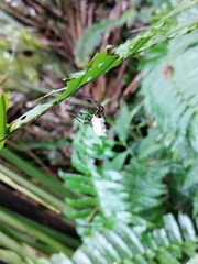 Wagneriana