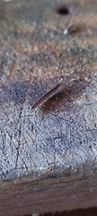 Brachyiulus