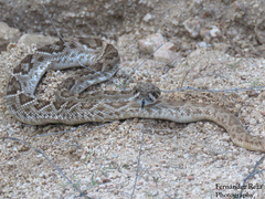 Crotalus ruber