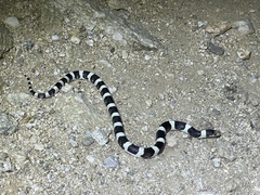 Rhinocheilus lecontei