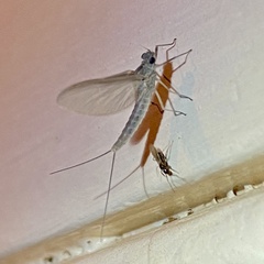 Callibaetis