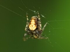 Eustala anastera